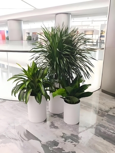 聚焦奉化专业植物租摆，装点美好生活